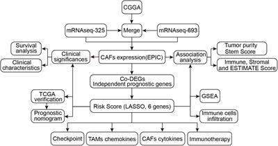 Prognosis and Immunotherapy Significances of a Cancer-Associated Fibroblasts-Related Gene Signature in Gliomas